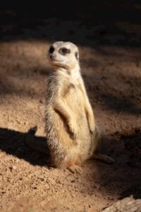 Close-up of a meerkat standing alert in its natural habitat under sunlight.