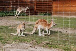 Group of red kangaroos in a zoo enclosure with visible fence.