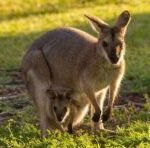 Things to Consider before Voting in the Australian Federal Election 2025